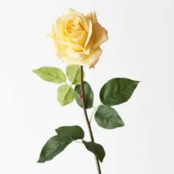 Designer Yellow Rose